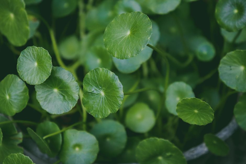 Centella asiatica for acne - K-Beauty