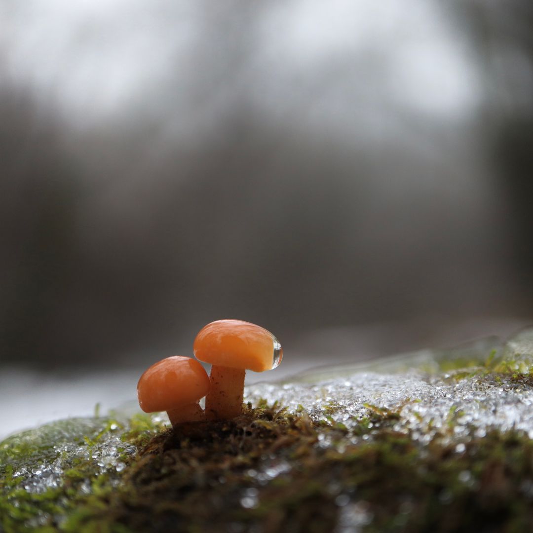Tremella Fuciformis Extract Efficacy in Vegan Humectant Formulations
